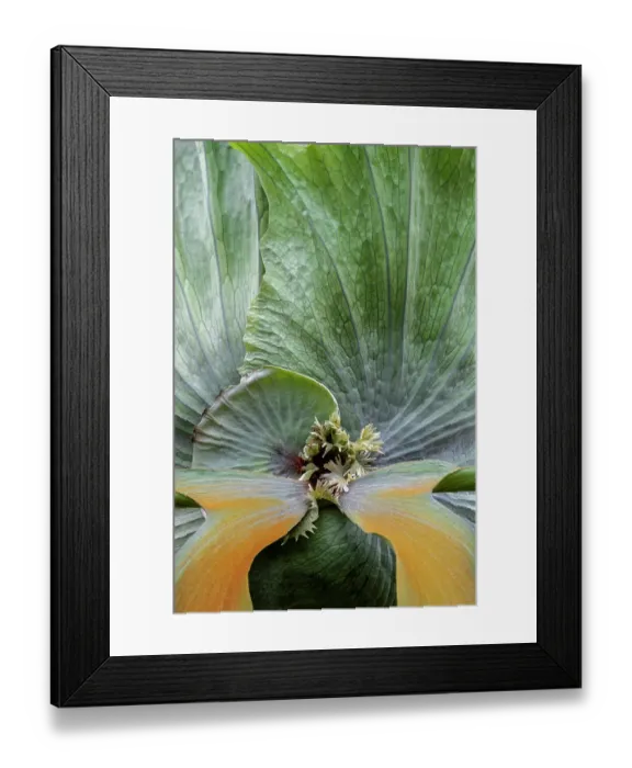 Framed Print : Staghorn fern detail