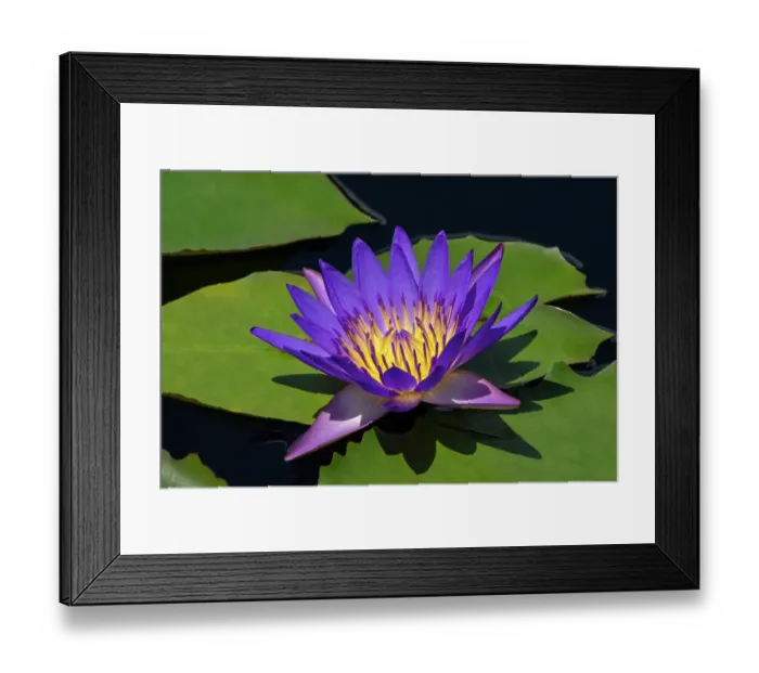 Framed Print : Blue tropical water lily Framed Print : Blue tropical water lily