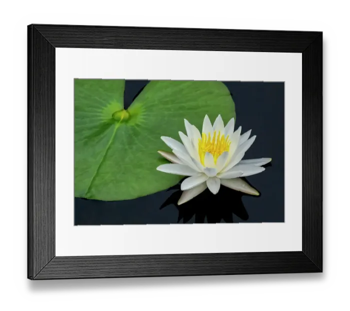 Framed Print : American white water lily Framed Print : American white water lily
