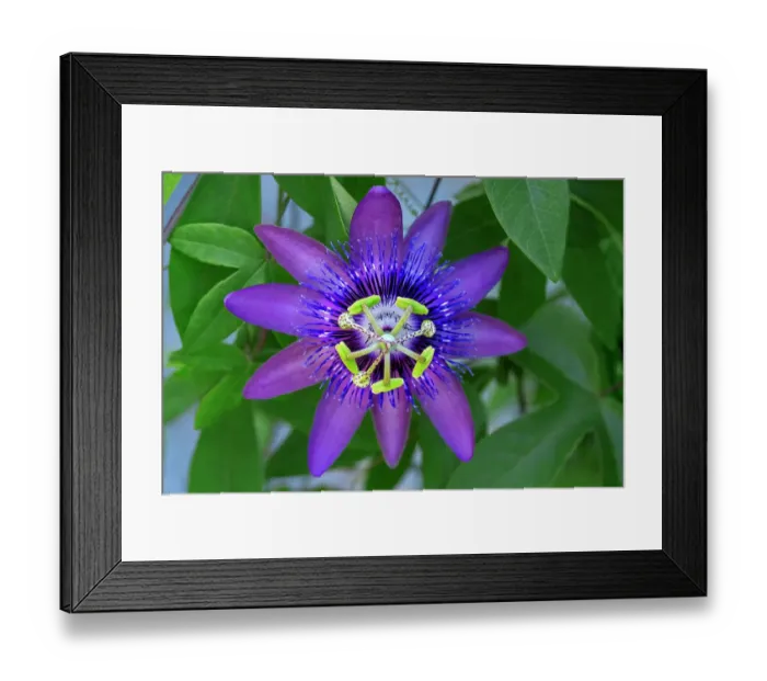 Framed Print : Purple passionflower Framed Print : Purple passionflower