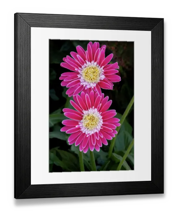 Framed Print : Barberton daisy, pink gerbera daisy Framed Print : Barberton daisy, pink gerbera daisy
