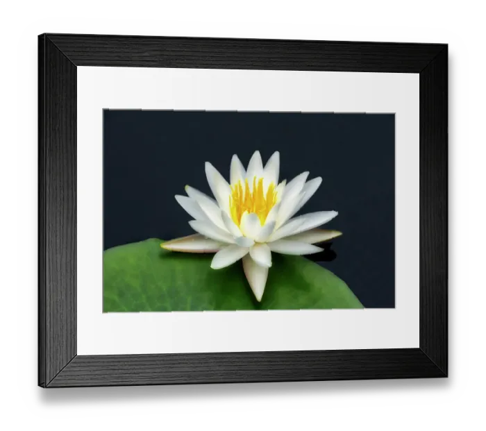 Framed Print : American white water lily