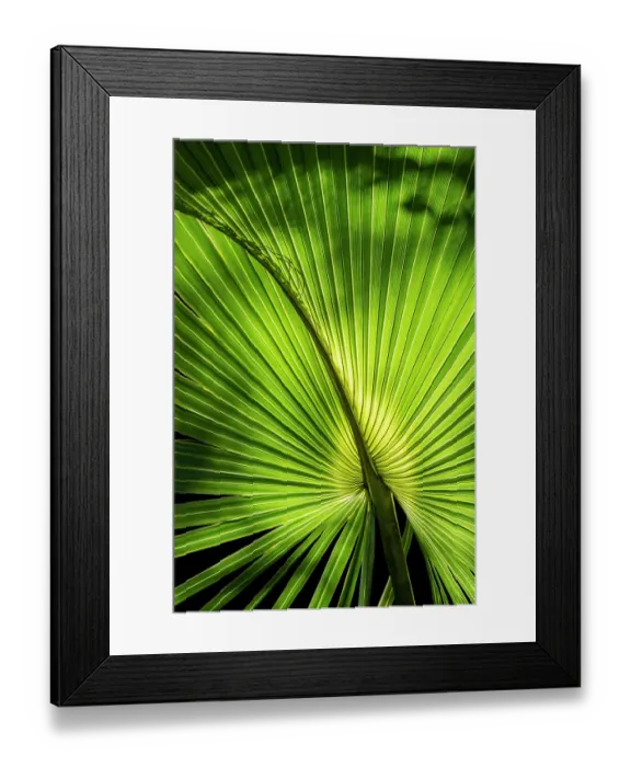 Framed Print : Sabal palm Framed Print : Sabal palm