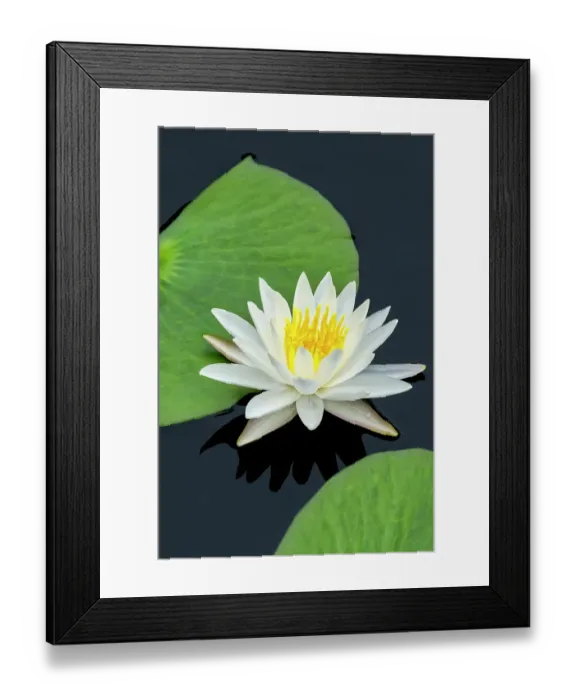 Framed Print : American white water lily Framed Print : American white water lily