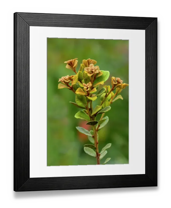Framed Print : Coastal plain staggerbush Framed Print : Coastal plain staggerbush