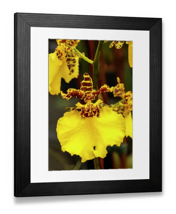 Framed Print : Dancing lady, Jiuhboa gold Tainan orchid