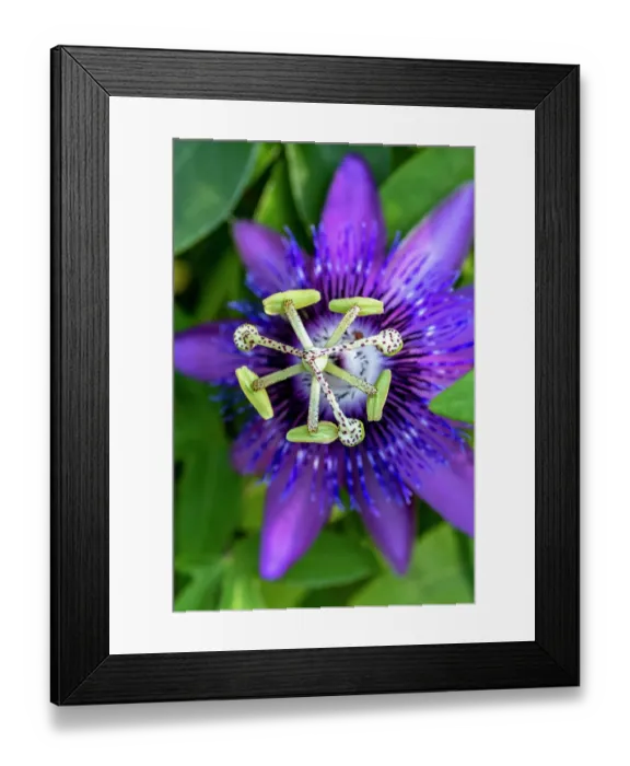 Framed Print : Purple passionflower Framed Print : Purple passionflower