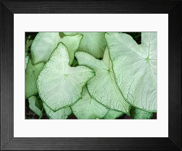 Framed Print : Caladium leaves Framed Print : Caladium leaves
