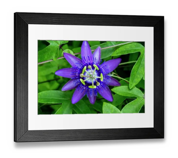 Framed Print : Purple passionflower Framed Print : Purple passionflower