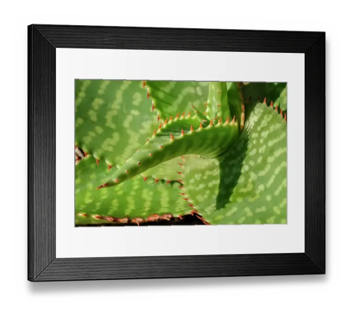 Framed Print : Broadleaf aloe, soap aloe Framed Print : Broadleaf aloe, soap aloe