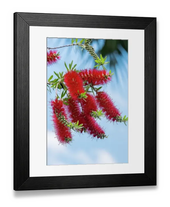 Framed Print : Flowers of a bottlebrush shrub