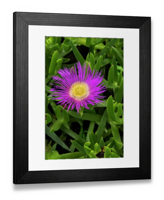 Framed Print : Hottentot fig plant Framed Print : Hottentot fig plant