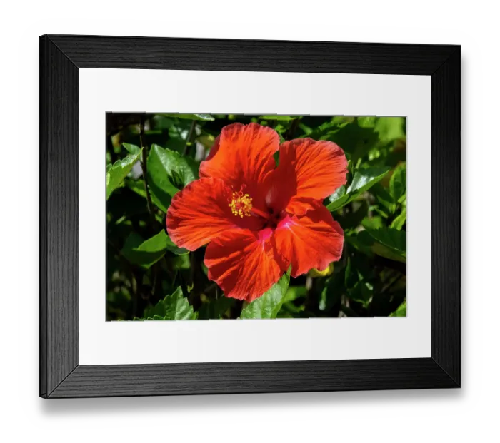 Framed Print : Orange hibiscus Framed Print : Orange hibiscus