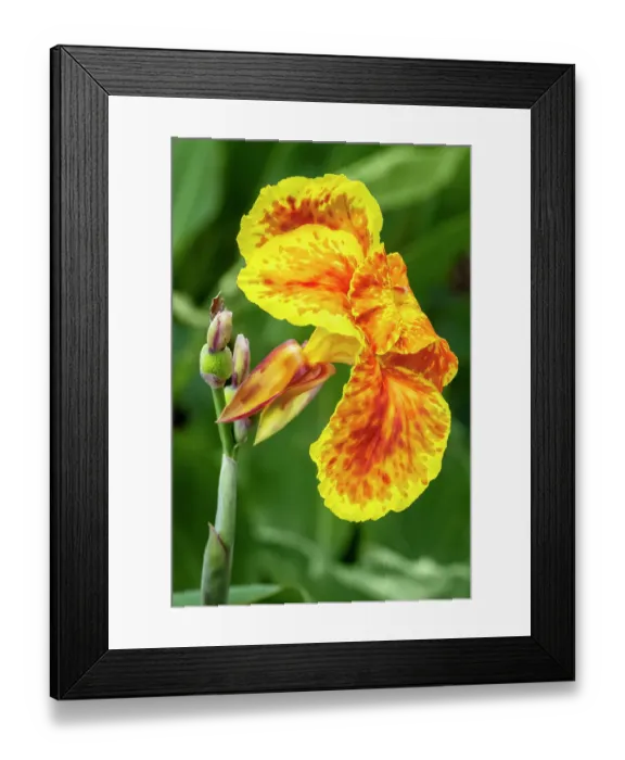 Framed Print : Yellow canna lily Framed Print : Yellow canna lily