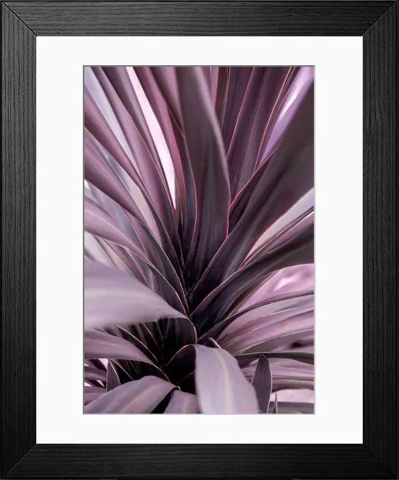 Framed Print : Purple ti plant Framed Print : Purple ti plant