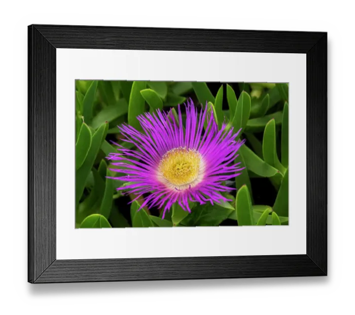 Framed Print : Hottentot fig plant Framed Print : Hottentot fig plant