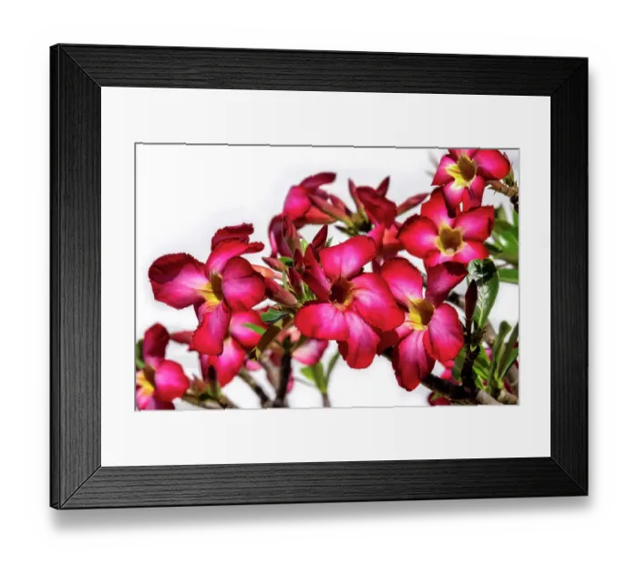 Framed Print : Desert rose plant Framed Print : Desert rose plant