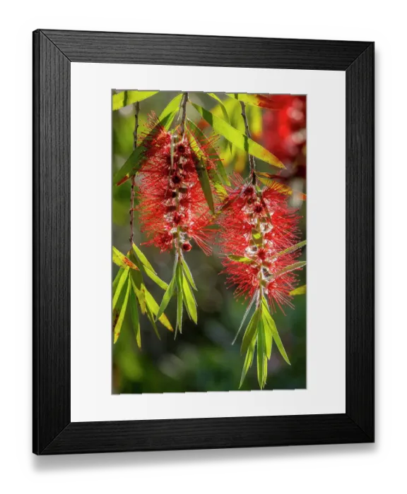 Framed Print : Flowers of a bottlebrush shrub Framed Print : Flowers of a bottlebrush shrub