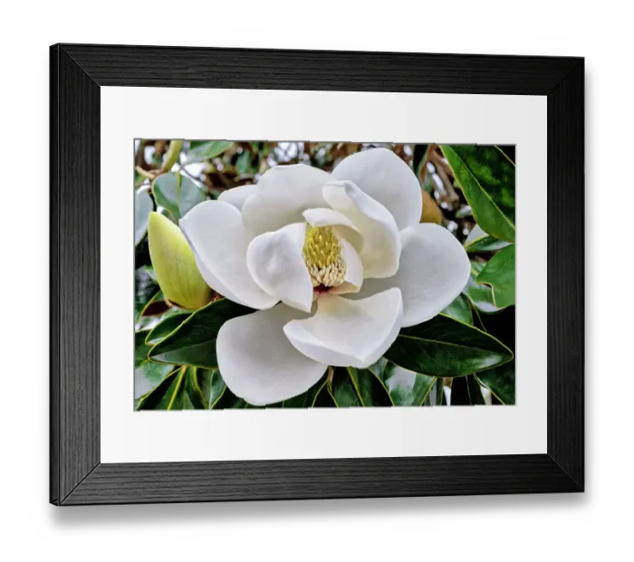Framed Print : Magnificent magnolia Framed Print : Magnificent magnolia