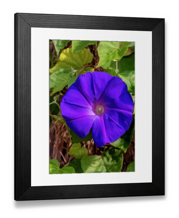 Framed Print : Morning glory flower Framed Print : Morning glory flower