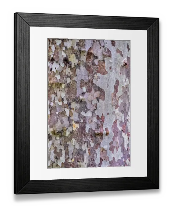 Framed Print : American sycamore tree bark