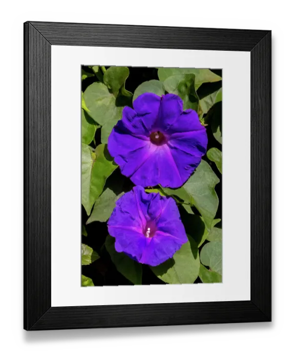 Framed Print : Morning glory flower Framed Print : Morning glory flower