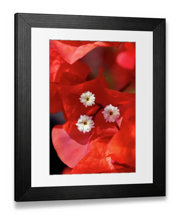 Framed Print : Bougainvillea
