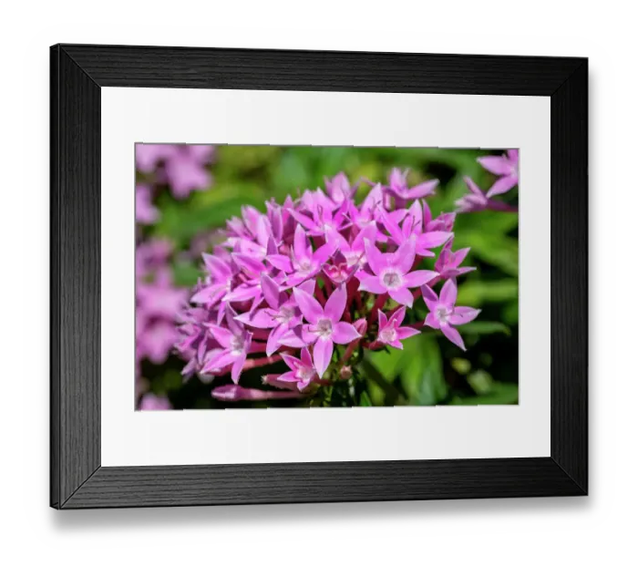 Framed Print : Pink penta flowers Framed Print : Pink penta flowers