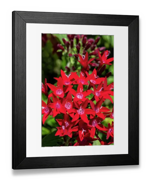 Framed Print : Red penta flowers Framed Print : Red penta flowers