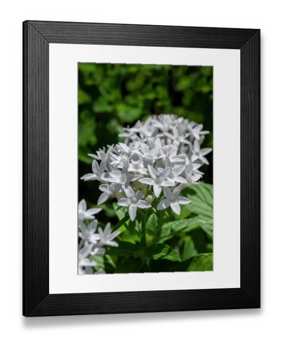 Framed Print : White penta flowers Framed Print : White penta flowers
