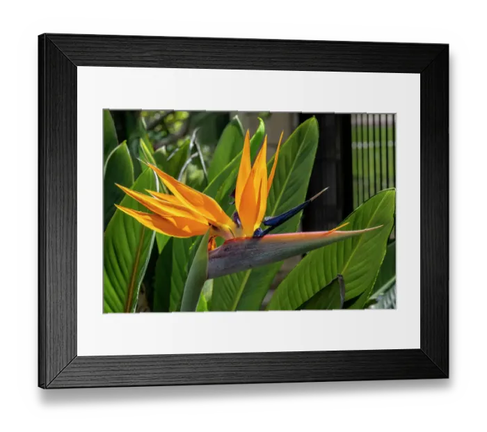 Framed Print : Bird of Paradise flower Framed Print : Bird of Paradise flower
