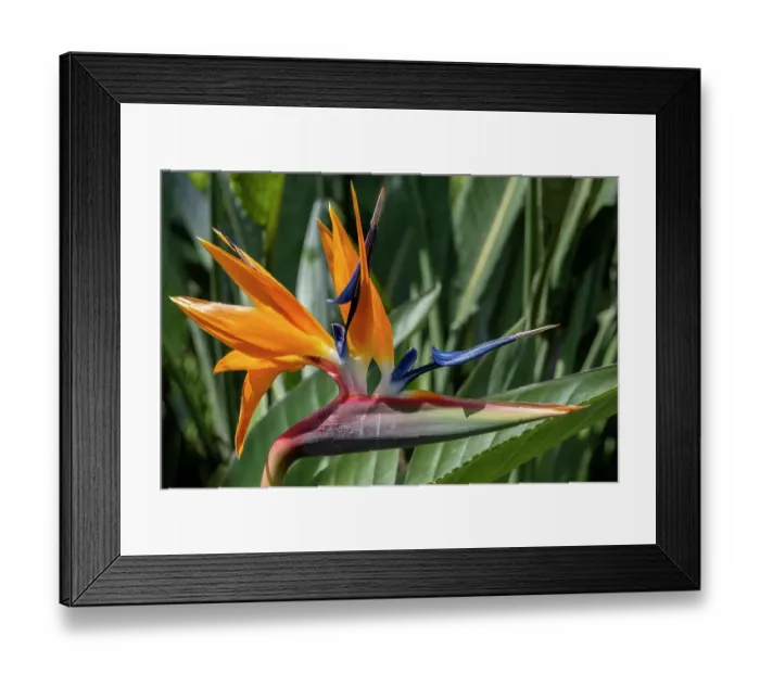 Framed Print : Bird of Paradise flower Framed Print : Bird of Paradise flower