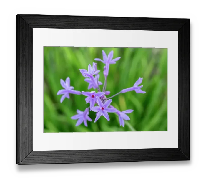 Framed Print : Society garlic plant Framed Print : Society garlic plant