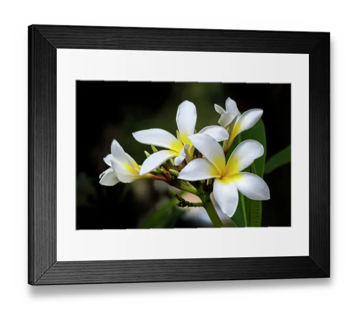 Framed Print : Plumeria, Frangipani Framed Print : Plumeria, Frangipani