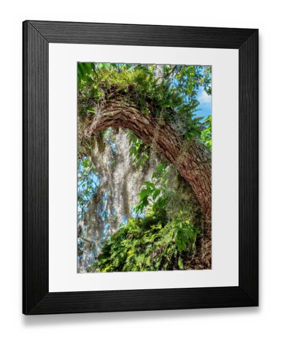 Framed Print : Resurrection fern on a live oak tree