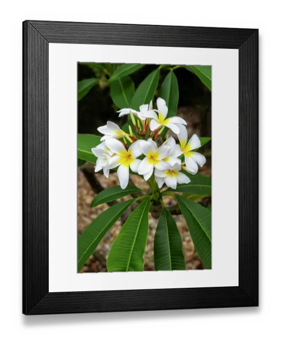 Framed Print : Plumeria, Frangipani