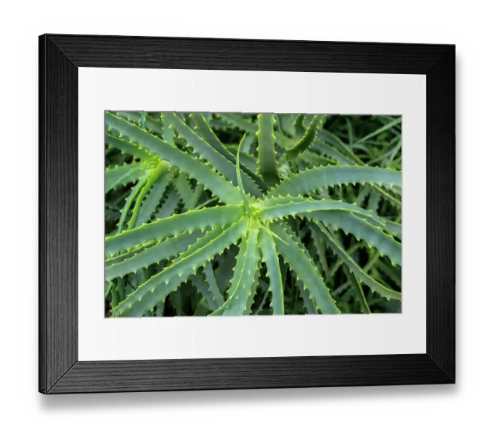 Framed Print : Candelabra aloe Framed Print : Candelabra aloe