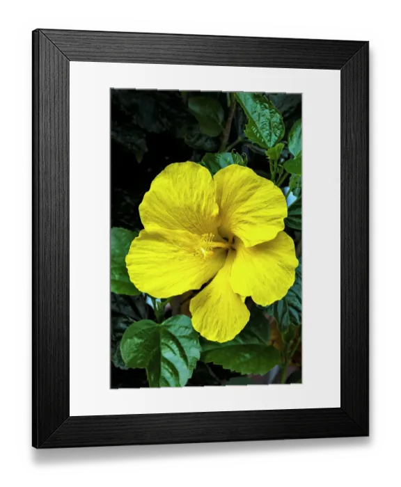 Framed Print : Yellow hibiscus flower