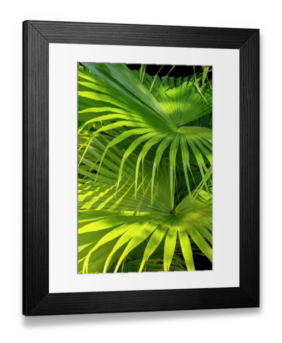Framed Print : Chinese fan palm