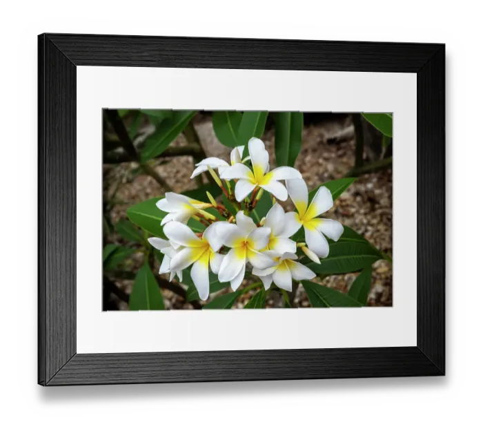 Framed Print : Plumeria, Frangipani Framed Print : Plumeria, Frangipani