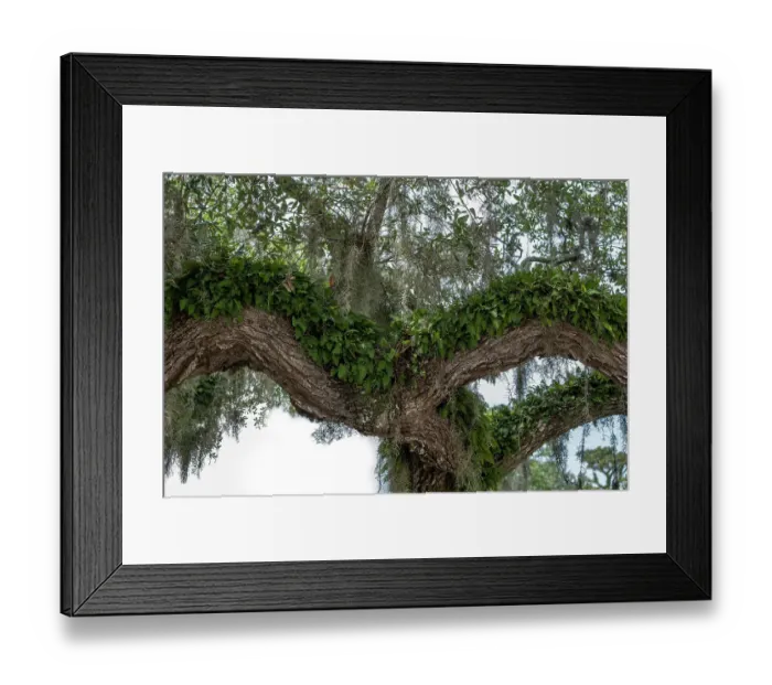 Framed Print : Resurrection fern on a live oak tree