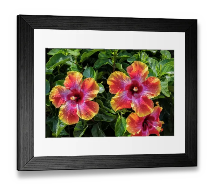 Framed Print : Multicolored hibiscus Framed Print : Multicolored hibiscus