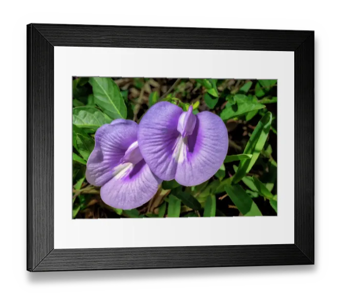 Framed Print : Spurred butterfly pea Framed Print : Spurred butterfly pea
