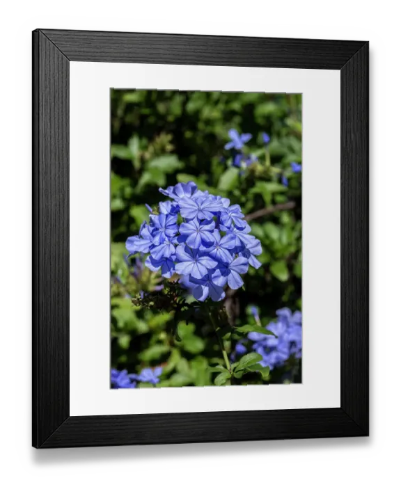 Framed Print : Plumbago plant Framed Print : Plumbago plant