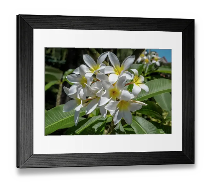 Framed Print : Plumeria, Frangipani Framed Print : Plumeria, Frangipani