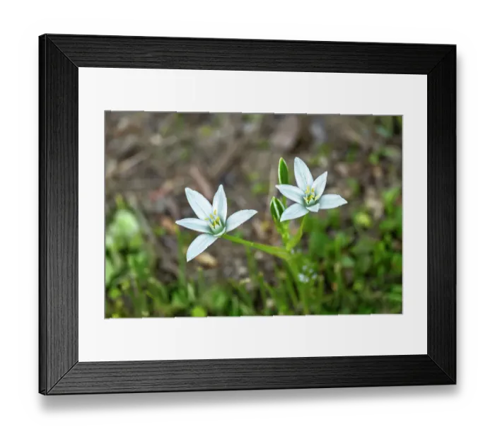 Framed Print : Garden star-of-Bethlehem