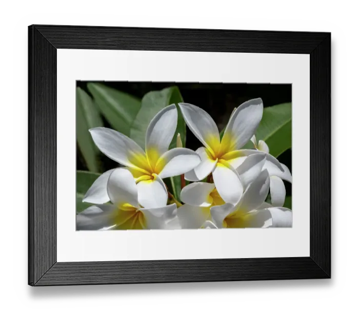 Framed Print : Plumeria, Frangipani Framed Print : Plumeria, Frangipani