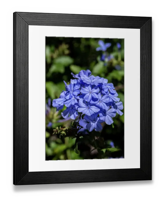 Framed Print : Plumbago plant