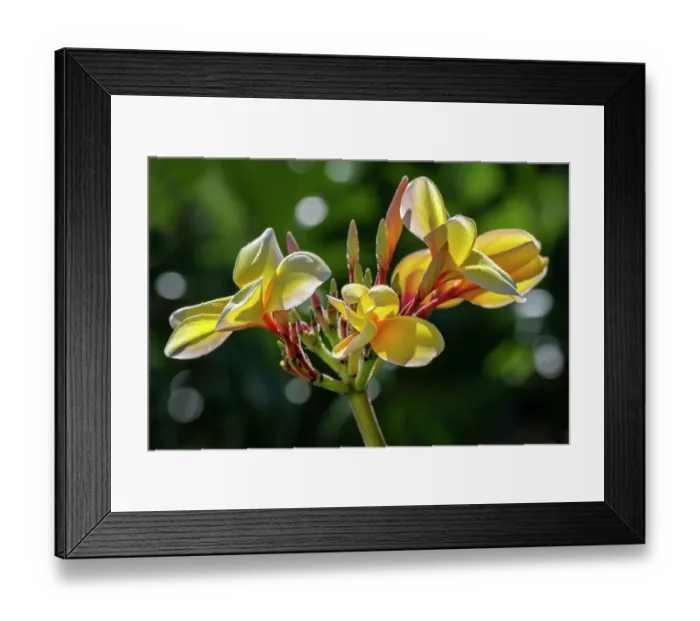 Framed Print : Plumeria, Frangipani