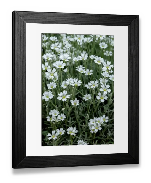 Framed Print : Snow-in-summer flowers